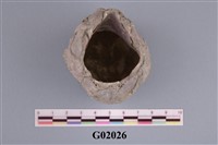 藏品(藤壺化石)的圖片